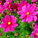 Heirloom Flower 50 Seeds Cosmos - Sensation Radiance