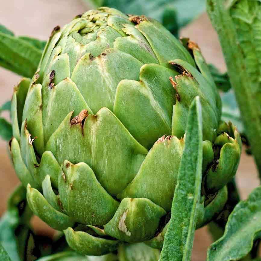 20 seeds vegetable Artichoke - Green Globe