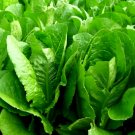 150 seeds vegetable Lettuce - Cos Verdi