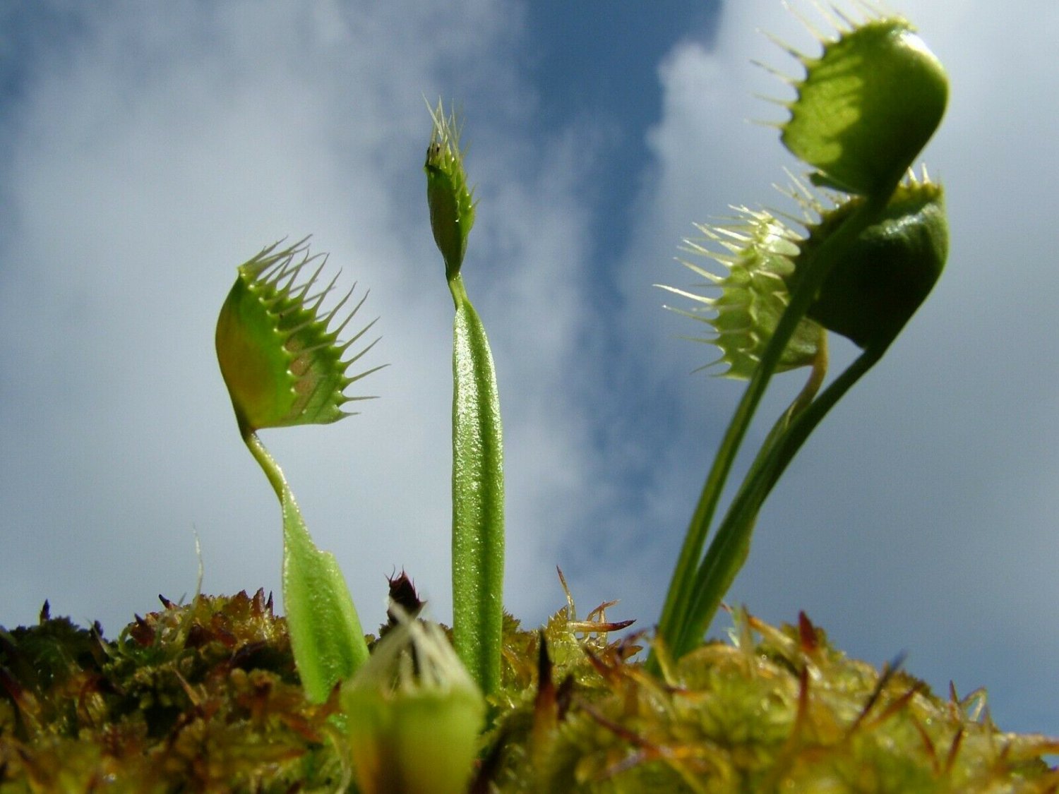 6 seeds Cupped Trap Venus Fly Trap Carnivorous Plant