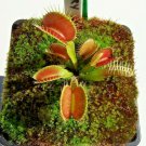Venus Fly Trap King Henry Cultivar Dionaea Muscipula House / Garden Plants