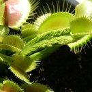 Adult Venus Flytrap Dionaea Muscipula