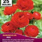 25 Bulb RANUNCULUS BULBS Red