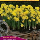 Miniature Daffodil Hoop Petticoat 'Golden Bells 10 bulbs