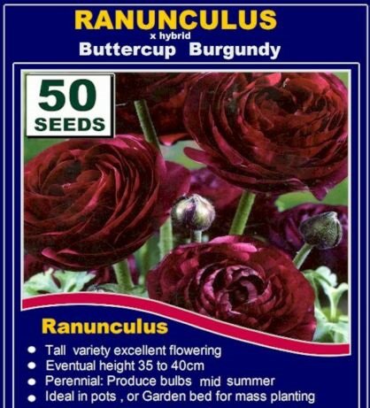 25 seeds fresh RANUNCULUS BULBS BURGUNDY
