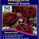 25 seeds fresh RANUNCULUS BULBS BURGUNDY