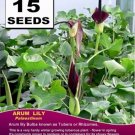 BLACK Arum Lily 15 seeds High Germation