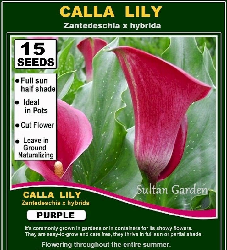 15 seeds High Germation CALLA Lilies - (Zantedeschia hybrida) PURPLE