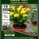 15 seeds High Germation CALLA Lilies - (Zantedeschia hybrida) Yellow
