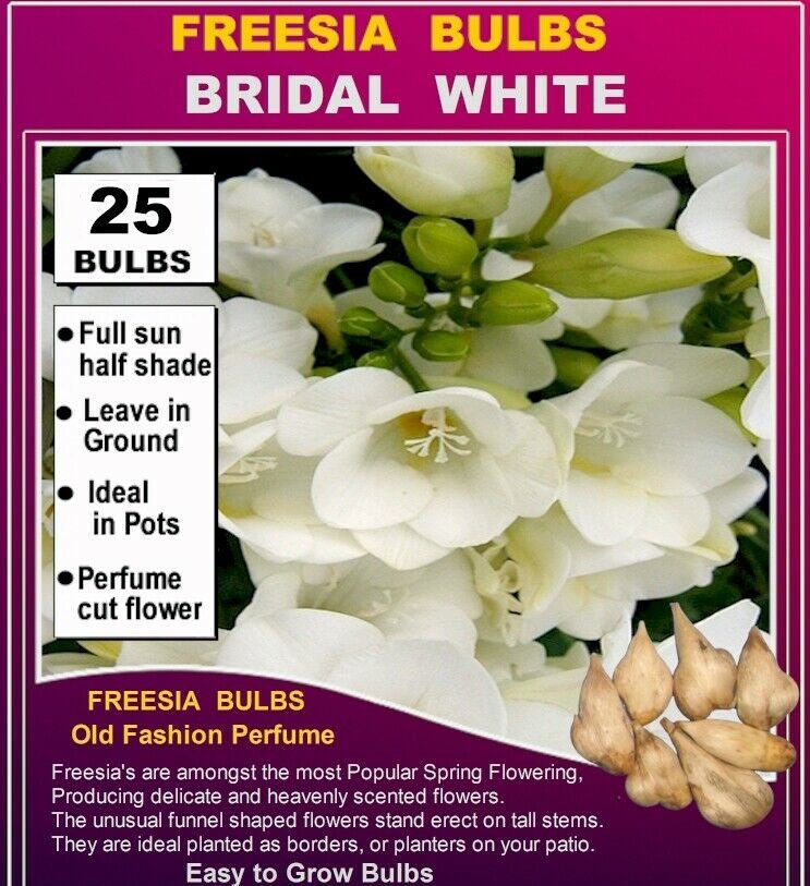 25 Blub FREESIA SEEDS Old Fashion Perfumed BRIDAL WHITE