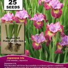 JAPANESE IRIS Ensata Lavender 25x  SEEDS garden docere