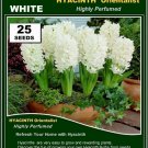 25 seeds HYACINTH Orientalis WHITE fresh from garden