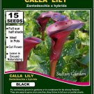 15 seeds High Germation CALLA Lilies - (Zantedeschia hybrida) Black