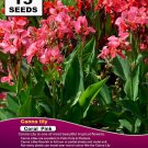 15 seeds High Germation CALLA Lilies - (Zantedeschia hybrida) Pink