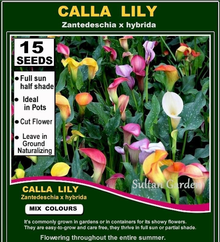 15 seeds CALLA - LILY- (Zantedeschia hybrida) MIX Colors