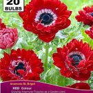 20 bulbs ANEMONE BULBS* St Brigid RED