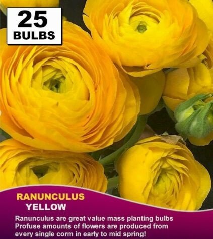 25 seeds fresh RANUNCULUS BULBS Buttercup Yellow