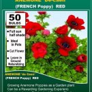 SUPER sell 50 Bulbs Poppy Anemone de Caen RED