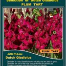 10 bulbs collection GLADIOLUS Gladioli PLUM TART