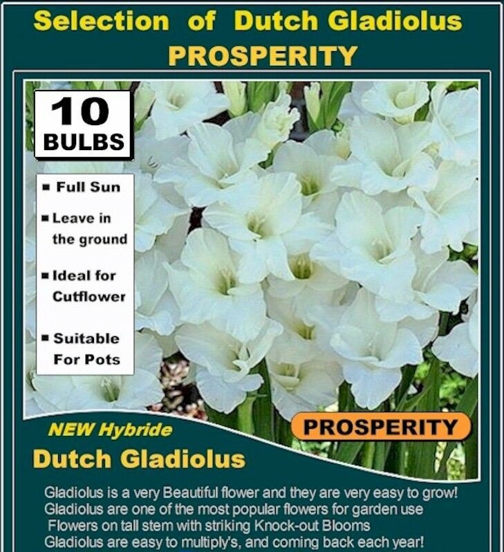 10 bulbs collection GLADIOLUS Gladioli PROSPERITY