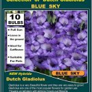 10 bulbs collection GLADIOLUS Gladioli BLUE SKY
