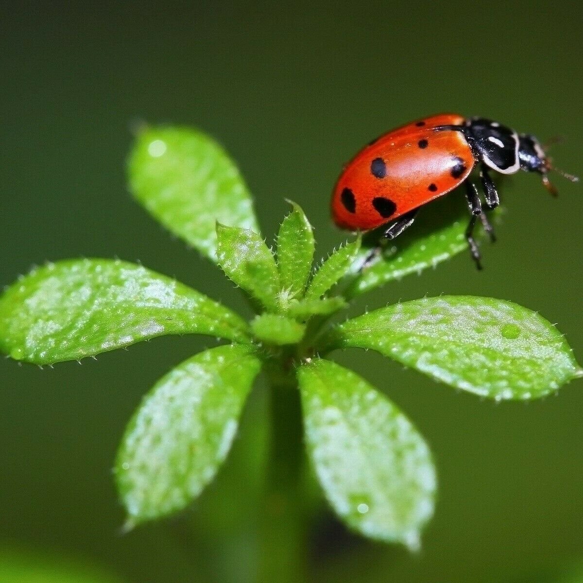 100 seeds ATTRACT INSECT BEES POLLINATORS flower herb