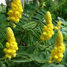 Limited only 15 Seeds Candlestick Cassia Alata Golden Shrub Tree Perennial