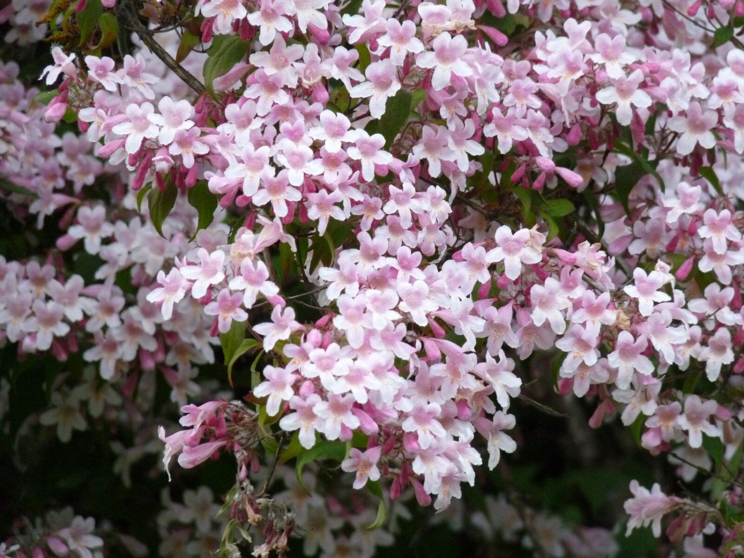 beauty Flowering Kolkwitzia Amabilis 15 seeds