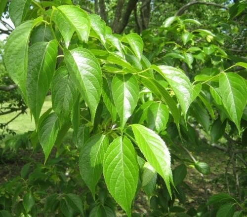 100 seeds Eucommia Ulmoides Hardy Medicinal Rubber Tree