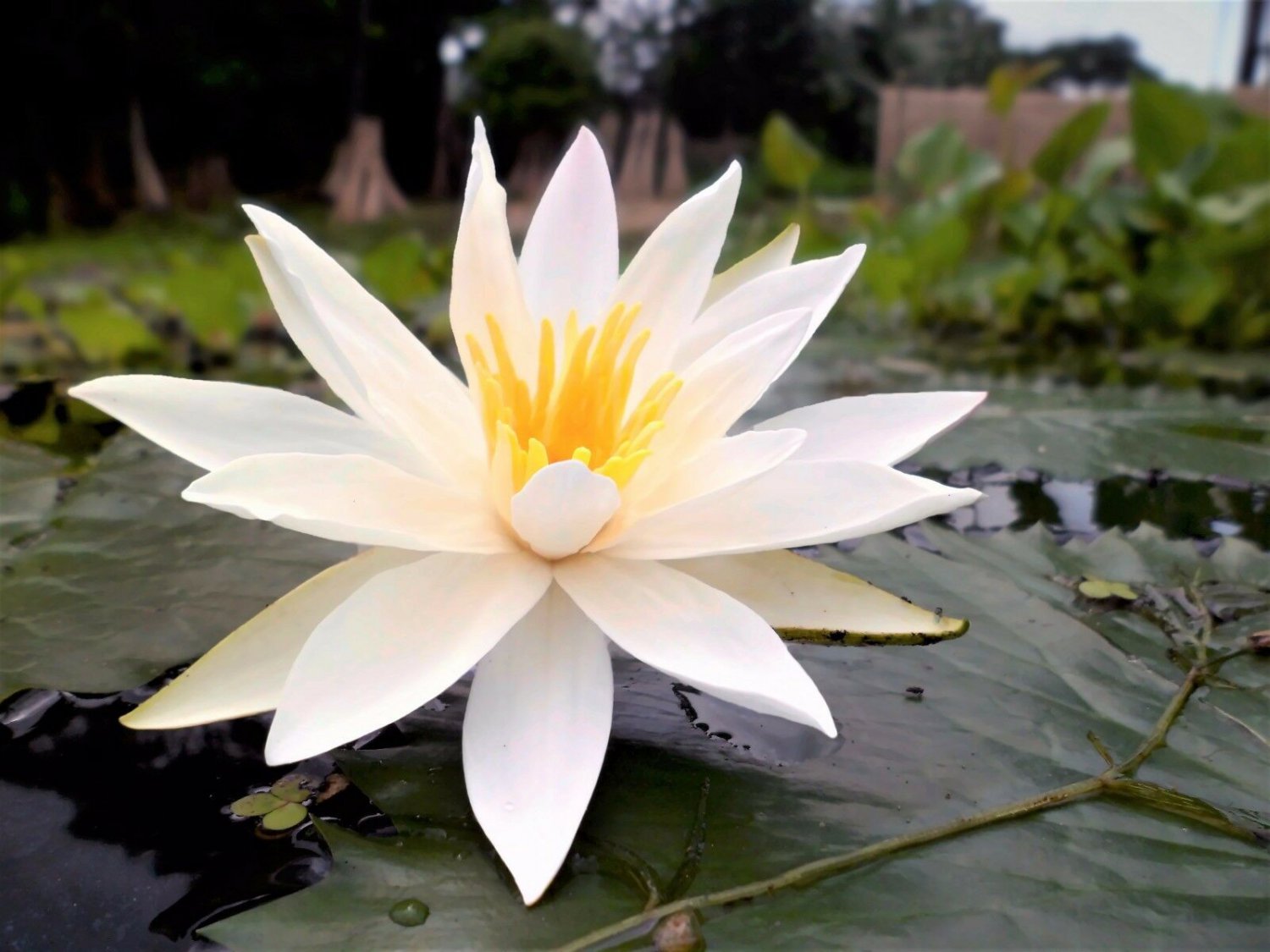 Nymphaea Pubescens White Water Lily For Aquarium Ponds 15 seeds