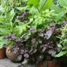 super sell 500 seeds Perilla Frutescens Landscaping Beefsteak Herb