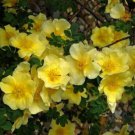 30 seeds Rosa Xanthina Yellow Rose Shrub