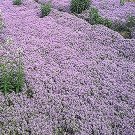 Non-Gmo 500 seeds Red Creeping Thyme