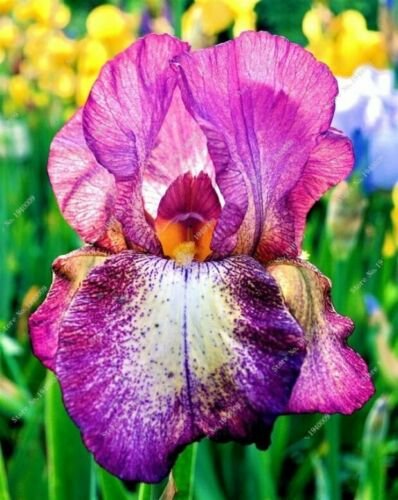 Code 372 Fresh Nature plants Orchid bonsais 20 seeds per pack