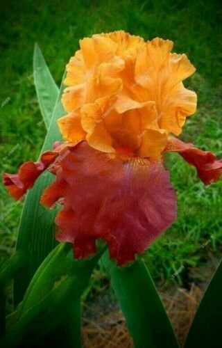 Code 373 Fresh Nature plants Orchid bonsais 20 seeds per pack