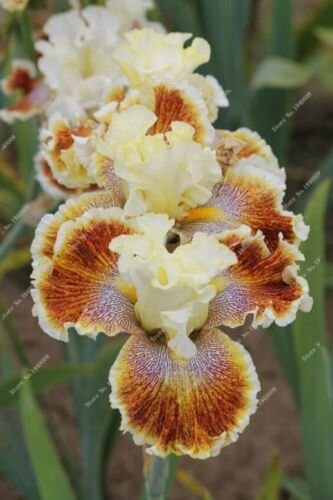 Code 374 Fresh Nature plants Orchid bonsais 20 seeds per pack