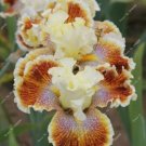 Code 374 Fresh Nature plants Orchid bonsais 20 seeds per pack