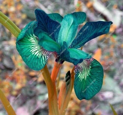 Code 375 Fresh Nature plants Orchid bonsais 20 seeds per pack
