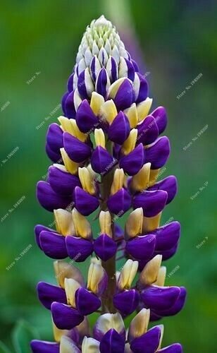 Code 377 Fresh Nature plants Orchid bonsais 20 seeds per pack