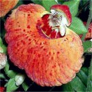 Easy to plant Calceolaria Spectabilis # 19 uniflora seeds Exotic Flower