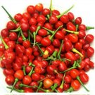 Brazilian Cherry Chili Seeds 20 seeds per pack
