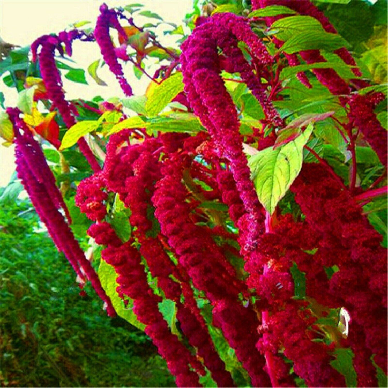 Amaranthus Seeds Caudatus Of Red Rare Fresh 20 seeds