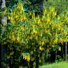 Favorite GOLDEN CHAIN TREE Golden Chain Laburnum 10 seeds