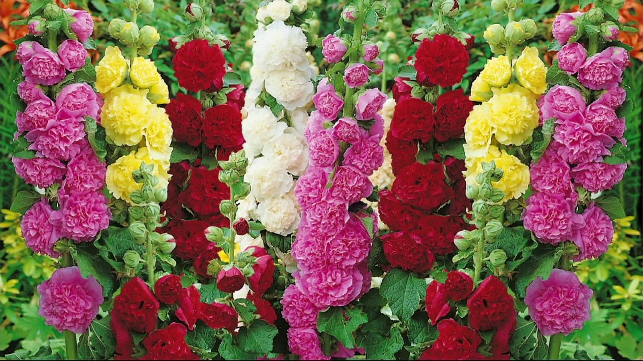 HOLLYHOCK COUNTRY ROMANCE MIX 50 seeds