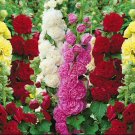 HOLLYHOCK COUNTRY ROMANCE MIX 50 seeds