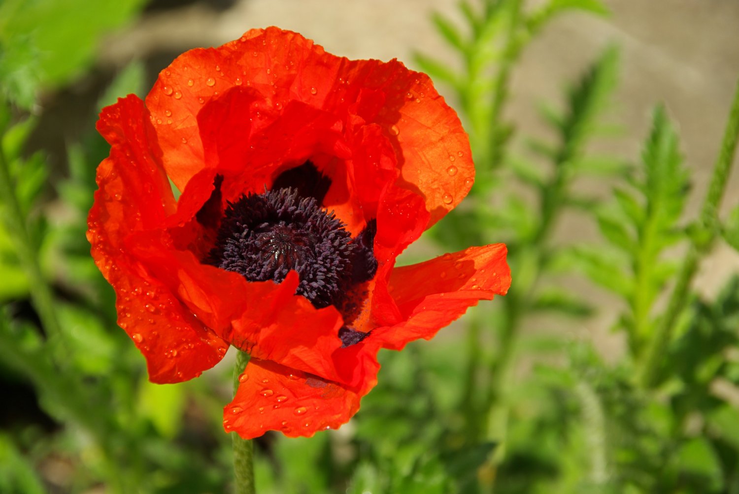 PRINCE of ORANGE Oriental POPPY Papaver 100 seeds