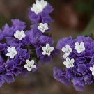 purple Limonium Sinuatum Flower Seeds 50 seeds