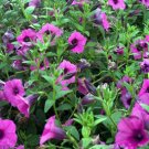 SHANIN PETUNIA Integrifolia Violacea Pink Purple super 1000 seeds