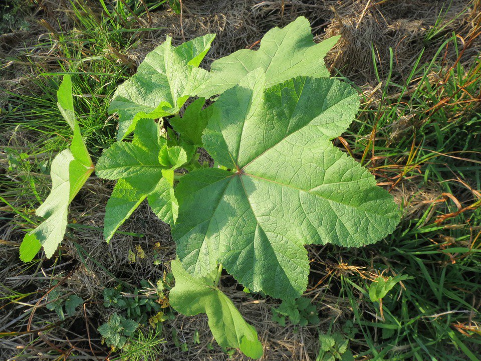 CHINESE MALLOW Malva Verticillata Cluster 100 seeds