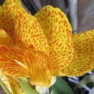 YELLOW CANNA LILY Indian Shot 5 seeds combo